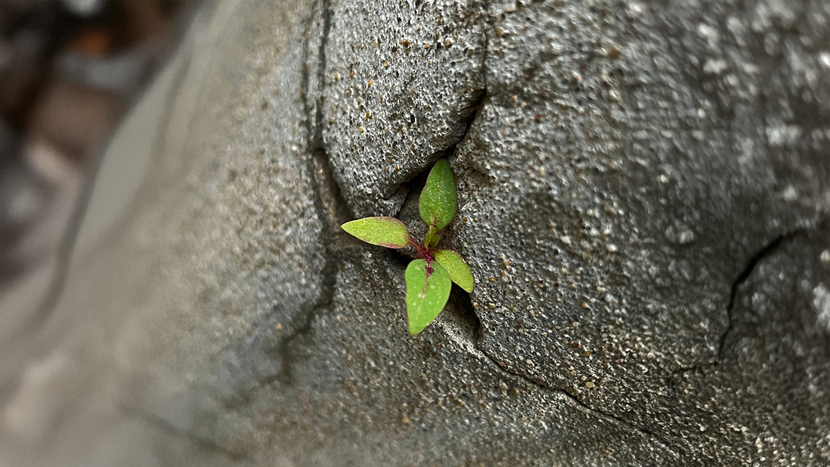 Synodal crossroads – from vision to action