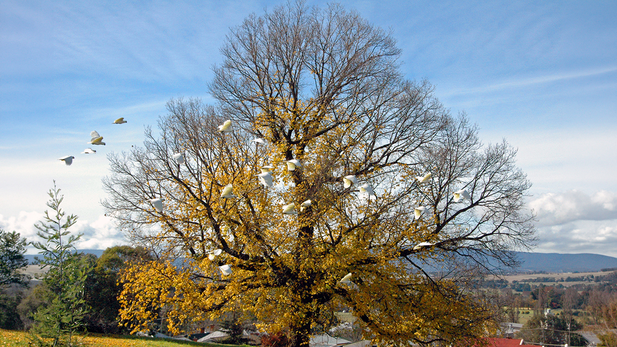 The graced life of trees